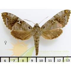 /filer/webapps/moths/media/images/D/distincta_Maassenia_AF_SMCR_01.jpg