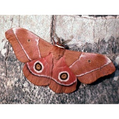/filer/webapps/moths/media/images/O/osiris_Gonimbrasia_A_Bygott.jpg