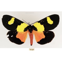 /filer/webapps/moths/media/images/L/laetepicta_Eligma_AM_TMSA_01.jpg