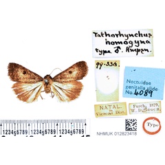 /filer/webapps/moths/media/images/H/homogyna_Tathorhynchus_HT_BMNH.jpg