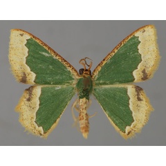 /filer/webapps/moths/media/images/A/acoelopa_Bathycolopdes_A_ZSM_01.jpg