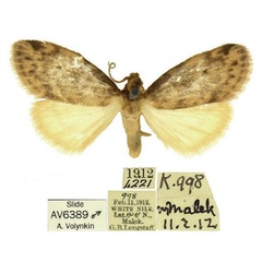 /filer/webapps/moths/media/images/L/lunaris_Thumatha_AM_OUMNH.jpg