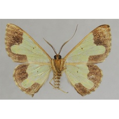 /filer/webapps/moths/media/images/B/brevidens_Zamarada_PTM_ZSMb.jpg