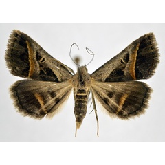 /filer/webapps/moths/media/images/T/trimeni_Acantholipes_A_NHMO_03.jpg