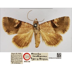 /filer/webapps/moths/media/images/E/exolivacea_Ozarba_AT_NHMUK.jpg