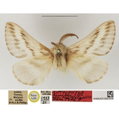 /filer/webapps/moths/media/images/A/arabica_Autosphyla_PTM_NHMUK.jpg