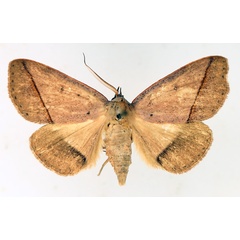 /filer/webapps/moths/media/images/T/taeniata_Ugia_AM_TMSA_02.jpg