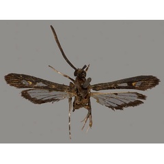 /filer/webapps/moths/media/images/H/hilariformis_Aegeria_PTM_OUMNH_01.jpg