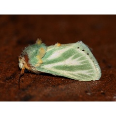 /filer/webapps/moths/media/images/A/albiramosa_Coenobasis_A_Wursten.jpg