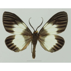 /filer/webapps/moths/media/images/M/massagaria_Macropitthea_AM_Basquin_01a.jpg