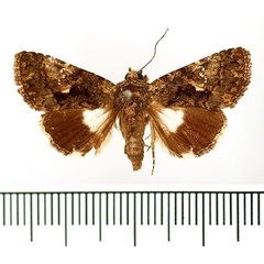 /filer/webapps/moths/media/images/I/iridocosma_Aedia_AM_BMNH.jpg