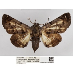 /filer/webapps/moths/media/images/C/cistellatrix_Eutelia_AF_NHMUK.jpg