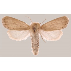 /filer/webapps/moths/media/images/C/coniota_Sesamia_AF_MNHNa.jpg