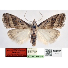 /filer/webapps/moths/media/images/K/knudlarseni_Nola_PT_NHMO_02.jpg