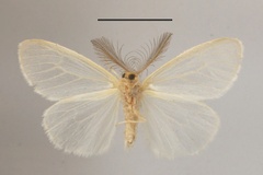 Homoeomeria nivea