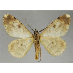 /filer/webapps/moths/media/images/A/arenosa_Cleora_AM_ZSMb.jpg