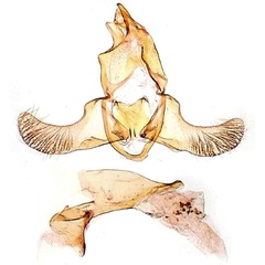 /filer/webapps/moths/media/images/A/adelella_Lecithocera_GMHT_MNHN_2838.jpg