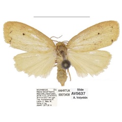 /filer/webapps/moths/media/images/Q/quilimanensis_Spatulosia_AM_ANHRT_02.jpg