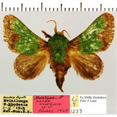 /filer/webapps/moths/media/images/V/viridifusca_Latoia_HT_NMB.jpg