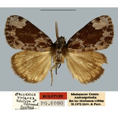 /filer/webapps/moths/media/images/V/violacea_Gallienica_HT_MNHN.jpg