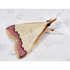 /filer/webapps/moths/media/images/M/marginata_Autocharis_A_Mazzei_01.jpg