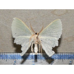 /filer/webapps/moths/media/images/C/congrua_Prasinocyma_A_Goff_02.jpg