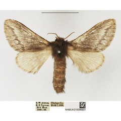 /filer/webapps/moths/media/images/P/parva_Sena_AF_NHMUK.jpg
