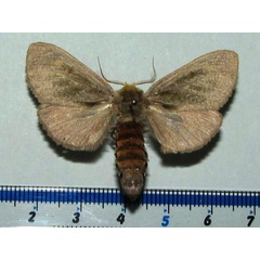 /filer/webapps/moths/media/images/C/cinerea_Antheua_AF_Goff_01.jpg