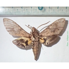 /filer/webapps/moths/media/images/L/lingens_Panogena_A_Bippus.jpg