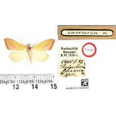 /filer/webapps/moths/media/images/S/sacraria_Thalpochares_HT_BMNH.jpg