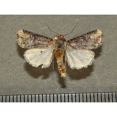 /filer/webapps/moths/media/images/L/lory_Hyperfrontia_A_Goff_02.jpg