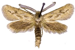 Meharia ganslmeieri