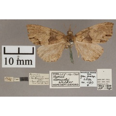 /filer/webapps/moths/media/images/A/aemusalis_Hypena_HT_OUMNH_01.jpg