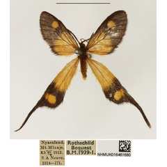/filer/webapps/moths/media/images/T/trogoloba_Semioptila_AF_NHMUK.jpg