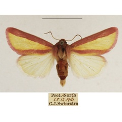 /filer/webapps/moths/media/images/G/galatheae_Timora_AF_TMSA_01.jpg