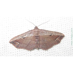 /filer/webapps/moths/media/images/M/mascarena_Lophoruza_A_Bippus_2fJtpXo.jpg