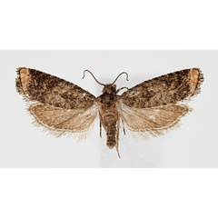 /filer/webapps/moths/media/images/C/chloroterma_Eucosma_AM_ZMHB.jpg