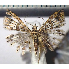 /filer/webapps/moths/media/images/P/priona_Alucita_PTM_Bippus.jpg