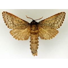 /filer/webapps/moths/media/images/M/macroptera_Teragra_PT_TMSA_01.jpg