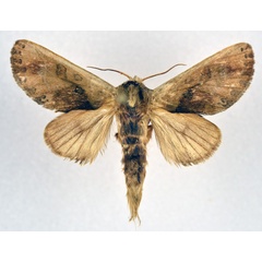 /filer/webapps/moths/media/images/T/trichosa_Daulopaectes_AM_NHMO.jpg