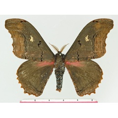 /filer/webapps/moths/media/images/A/agathylla_Micragone_AM_Basquin_02.jpg