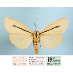 /filer/webapps/moths/media/images/S/simulans_Epilacydes_AF_MGCLa_02.JPG