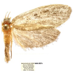 /filer/webapps/moths/media/images/B/bimaculata_Plumana_AF_MNHN.jpg