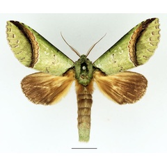 /filer/webapps/moths/media/images/A/arcuata_Somerina_AM_Basquin_01.jpg