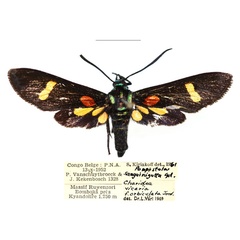 /filer/webapps/moths/media/images/V/vicaria_Marmax_AM_RBINS.jpg