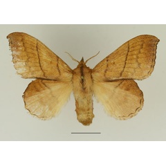 /filer/webapps/moths/media/images/E/emarginata_Leipoxais_AF_Basquin_02.jpg