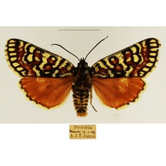 /filer/webapps/moths/media/images/D/decora_Brephos_AM_TMSA_01.jpg