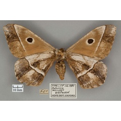 /filer/webapps/moths/media/images/M/menippe_Saturnia_ST_OUMNH_02.jpg