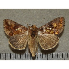 /filer/webapps/moths/media/images/C/chalcites_Chrysodeixis_A_Goff_02.jpg