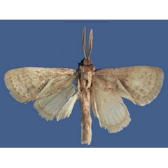 /filer/webapps/moths/media/images/S/stevecollinsi_Lukeniana_HT_ZFMK.jpg